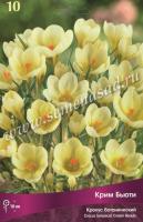 Крокус Ботанический Крим Бьюти (кремовый, 10шт, 5/+) 756075