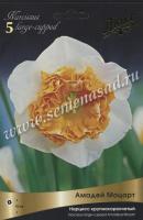 Нарцисс Крупнокорончатый Амадей Моцарт (3шт, 12/14) 845280