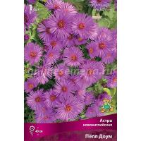 Астра Астра новоанглийская Пёпл Доум (I) 1 шт 828478