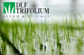DLF TRIFOLIUM
