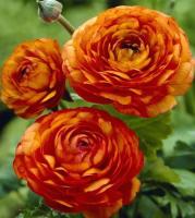 Лютик (Ранункулюс) Цветущая долина оранжевая F1 3шт