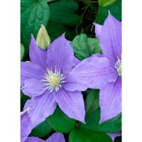 Клематис (капер) Бьюти оф Ворчестер