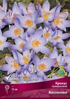 Крокус прекрасный Кассиопея  (10шт, 5/+) 839670