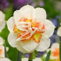 Нарцисс Махровый Пинк Перфоманс* (белый с лососёво-желтым центром, крупный, 3шт, 12/14) 845263