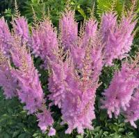 Астильба китайская Корал Айленд (I) 1 шт 821249