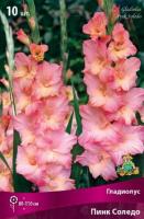 Гладиолус Крупноцветковый Пинк Соледо (10/12) 10 шт
