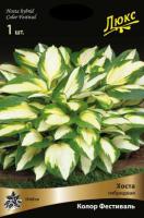 Хоста гибридная Колор Фестиваль (I) 1 шт