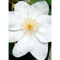 Саженцы Клематис (капер) Мадам Ле Культр