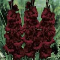 Гладиолус Эспрессо (10 шт.) 14+