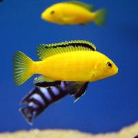 Цихлида ассорти S Цихлида ассорти S