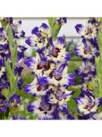 Гладиолус Крупноцветковый Циркус Колор (10/12) 10 шт 