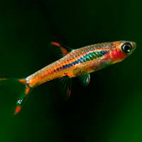 Рыба Расбора Бригитта