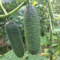 Огурец Адам F1 250шт