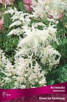 Астильба японская Квин ов Холланд (I) 1 шт