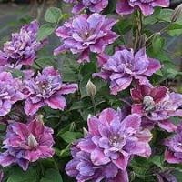 Клематис Беата 