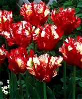 Тюльпан Попугайный Эстелла Рижнвельд (11/12) 10 шт