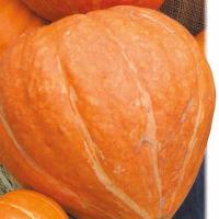 Тыква крупноплодная Россиянка 10г