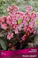 Бадан  гибридный Мэджик Джайнт