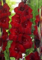 Гладиолус Крупноцветковый Фэт Бой (10/12) 10 шт