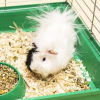 Морская свинка Морская свинка