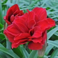 Амариллис махровый Амарантия  