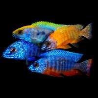 Цихлида ассорти L Цихлида ассорти L