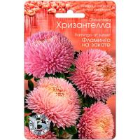 Астра Хризантелла Фламинго на закате 30шт Астра Хризантелла Фламинго на закате 30шт