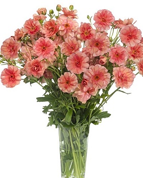 Лютик гибридный Батерфляй Эрис /К 839675