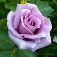 Саженцы Роза плетистая Клайминг Си-си