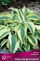 Хоста гибридная Лейксайд Дрэгонфлай (I) 1 шт
