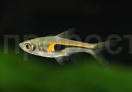 Рыба Расбора Бригитта Рыба Расбора Бригитта