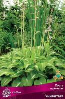 Хоста волнистая Унивитата (I) 1 шт 744100