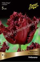 Тюльпан Бахромчатый Лабрадор (11/12) 10 шт