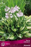 Хоста гибридная Велвинд (I) 1 шт