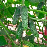 Огурец Меренга F1 250 шт