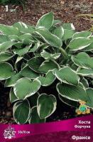 Хоста Форчуна Франсе (I) 1 шт 744108