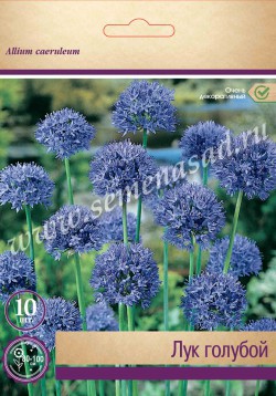 Лук декоративный Миллениум (лиловый)