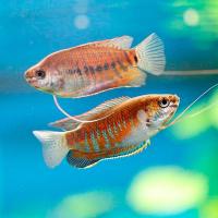 Гурами микс Гурами микс