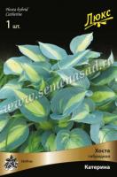 Хоста гибридная Катерина (I) 1 шт 