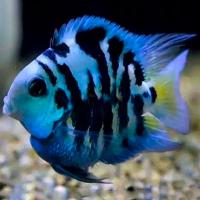Рыба Попугай Сапфировый Рыба Попугай Сапфировый