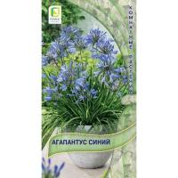 Агапантус Синий 3шт