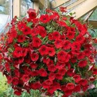 Петуния Шок Вейв ред F1 (Минитуния) суперкаскад. 4 шт