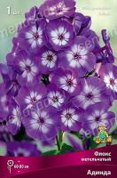 Флокс метельчатый Адинда