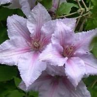 Саженцы Клематис (капер) Миссис Спенсер Кастл