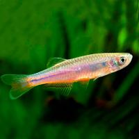 Данио жемчужный  M