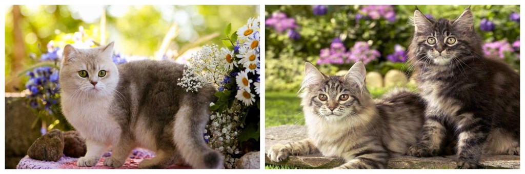 кошки.jpg кошки.jpg