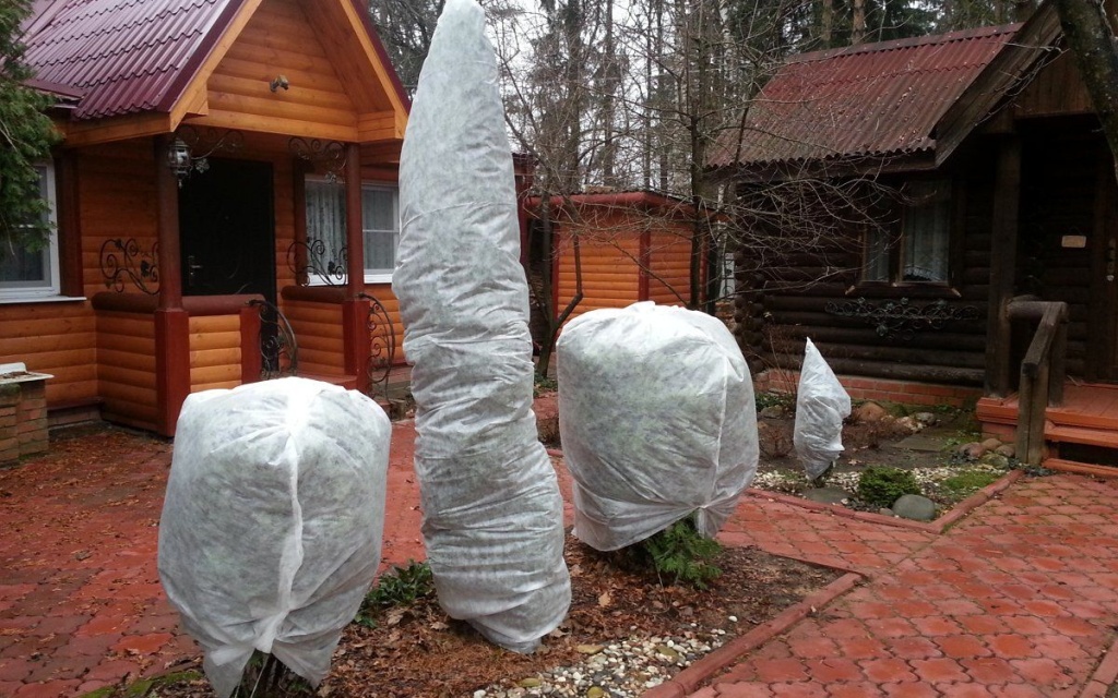 сад в ноябре