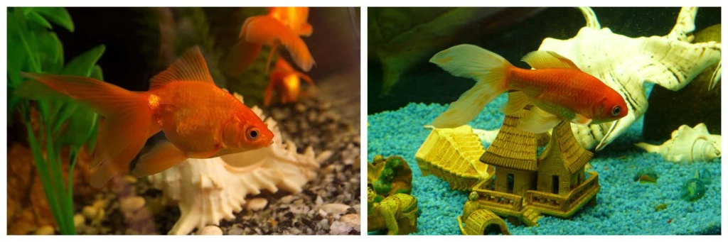 золотая-рыбка.jpg золотая-рыбка.jpg