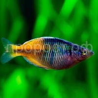 Раджуница боесмана  Раджуница боесмана