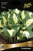 Хоста гибридная Пасфайндер